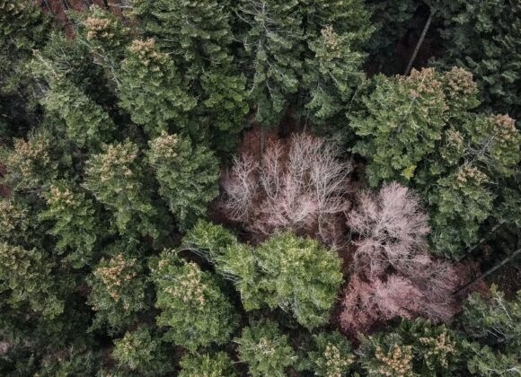 San Marcello Pistoiese e la foresta incantata