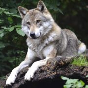 Caccia al tesoro: Banditi in natura