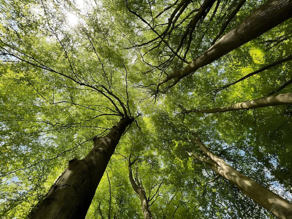 Riserva Naturale Biogenetica di Pian degli Ontani